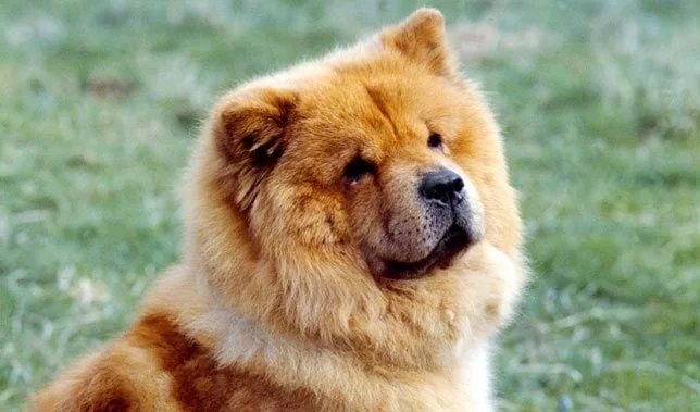 Chow Chow Puppies: Characteristics, Growth, and Care Guide
