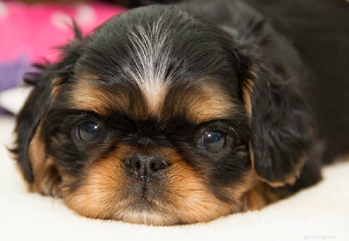 English Toy Spaniel Puppies: Rapid Growth & Early Maturity