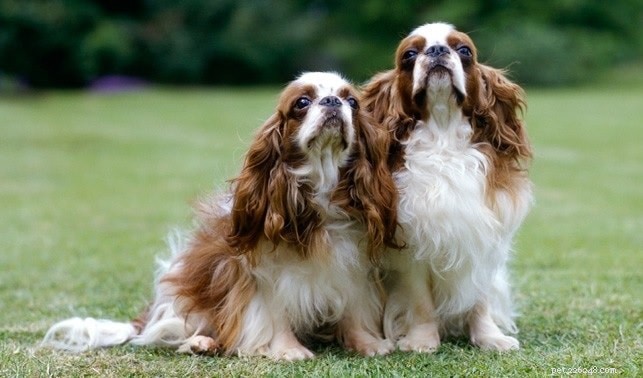 English Toy Spaniel Puppies: Rapid Growth & Early Maturity
