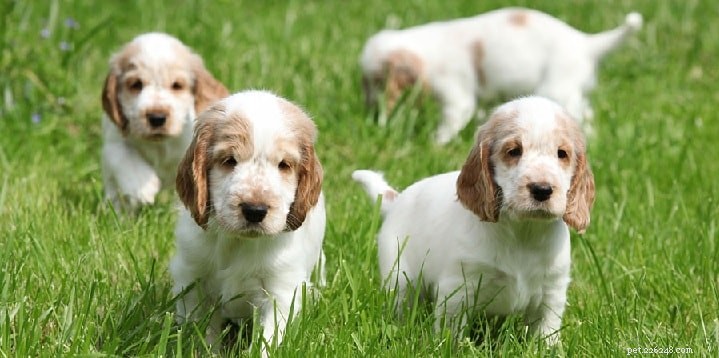 English Toy Spaniel Puppies: Rapid Growth & Early Maturity
