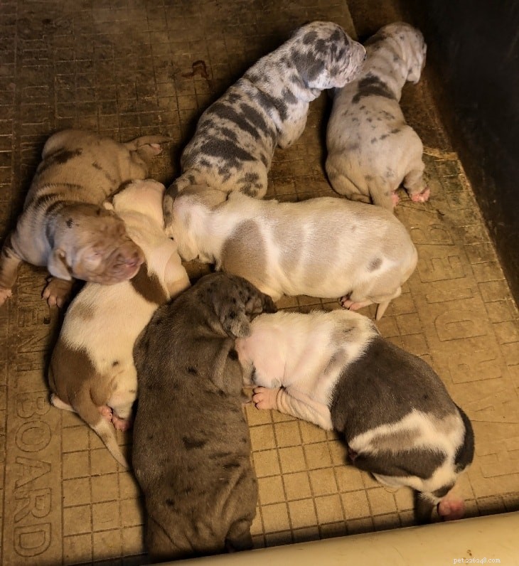 Catahoula Leopard Dog Puppies: Development & Care Guide