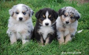 Catahoula Leopard Dog Puppies: Development & Care Guide