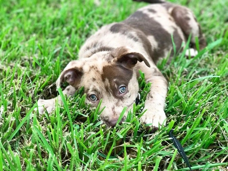 Catahoula Leopard Dog Puppies: Development & Care Guide