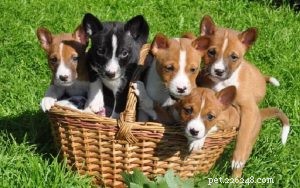 Caring for Basenji Puppies: A Guide for New Owners