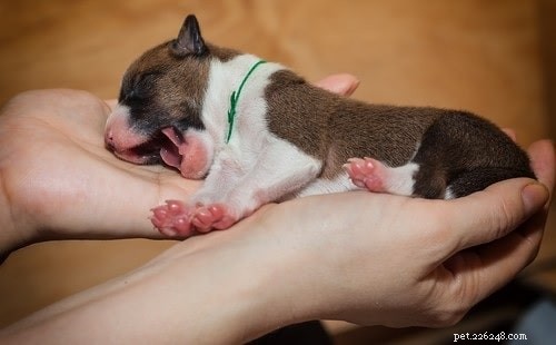 Caring for Basenji Puppies: A Guide for New Owners