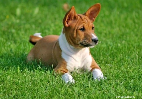 Caring for Basenji Puppies: A Guide for New Owners