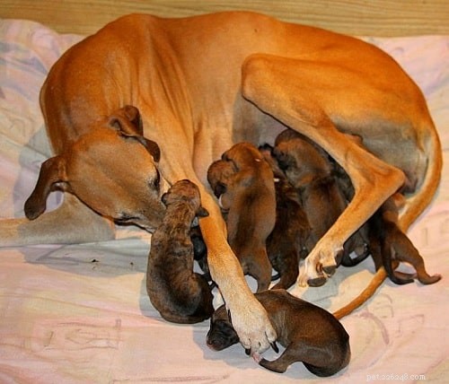Azawakh Puppies: A Comprehensive Guide to Their Development & Care