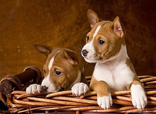 Caring for Basenji Puppies: A Guide for New Owners