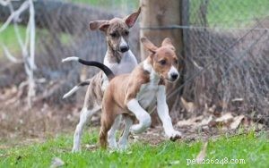 Azawakh Puppies: A Comprehensive Guide to Their Development & Care