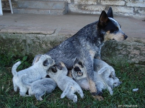 Australian Stumpy Tail Cattle Puppies: Expert Care & Behavior Guide