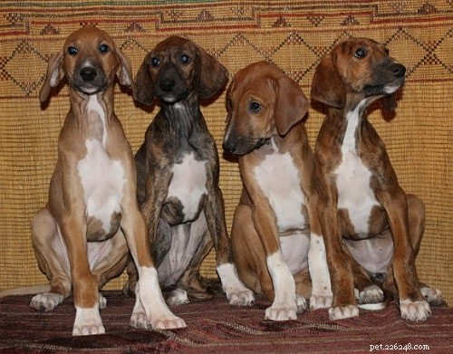 Azawakh Puppies: A Comprehensive Guide to Their Development & Care