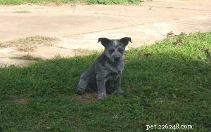 Australian Stumpy Tail Cattle Puppies: Expert Care & Behavior Guide