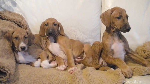 Azawakh Puppies: A Comprehensive Guide to Their Development & Care