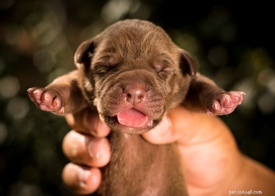 Australian Kelpie Puppies: Expert Care and Training Guide