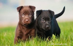 Australian Kelpie Puppies: Expert Care and Training Guide