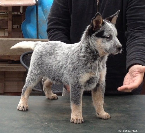 Australian Stumpy Tail Cattle Puppies: Expert Care & Behavior Guide