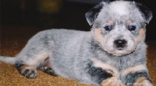 Australian Stumpy Tail Cattle Puppies: Expert Care & Behavior Guide