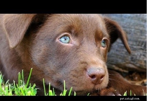 Australian Kelpie Puppies: Expert Care and Training Guide