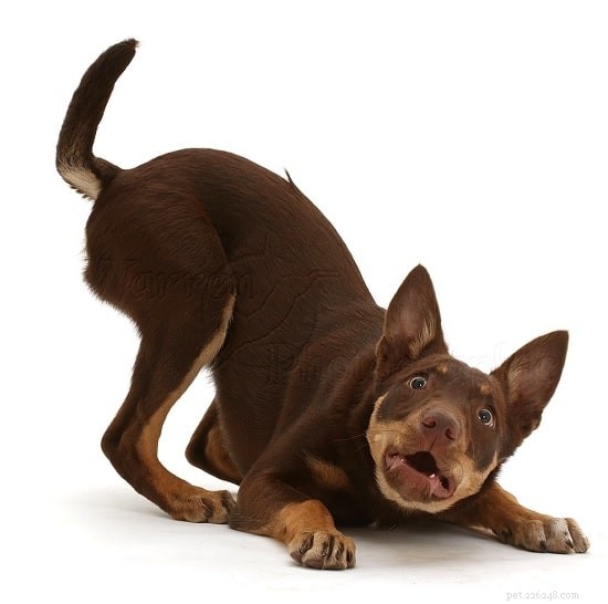 Australian Kelpie Puppies: Expert Care and Training Guide