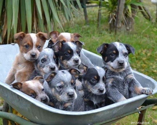 Australian Cattle Dog Puppies: Care, Temperament, and Health Guide