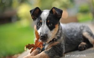 Australian Cattle Dog Puppies: Care, Temperament, and Health Guide