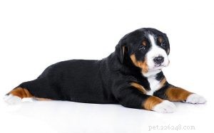 Meet the Appenzeller Sennenhund Puppies: Gentle, Smart, and Perfect for Families