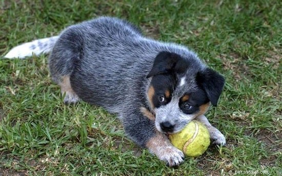 Australian Cattle Dog Puppies: Care, Temperament, and Health Guide