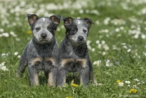 Australian Cattle Dog Puppies: Care, Temperament, and Health Guide