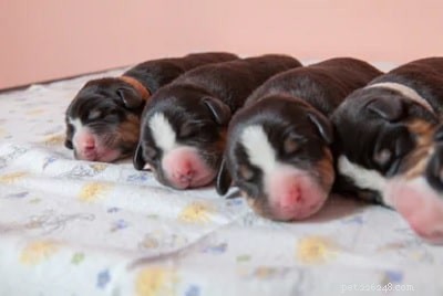 Meet the Appenzeller Sennenhund Puppies: Gentle, Smart, and Perfect for Families
