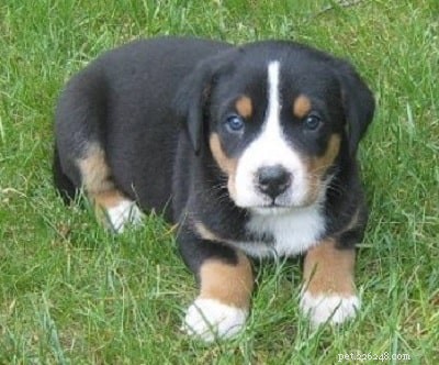 Meet the Appenzeller Sennenhund Puppies: Gentle, Smart, and Perfect for Families