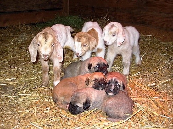 Caring for Anatolian Shepherd (Kangal) Puppies: Growth, Health, and Behavior Guide