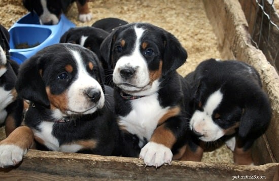 Meet the Appenzeller Sennenhund Puppies: Gentle, Smart, and Perfect for Families