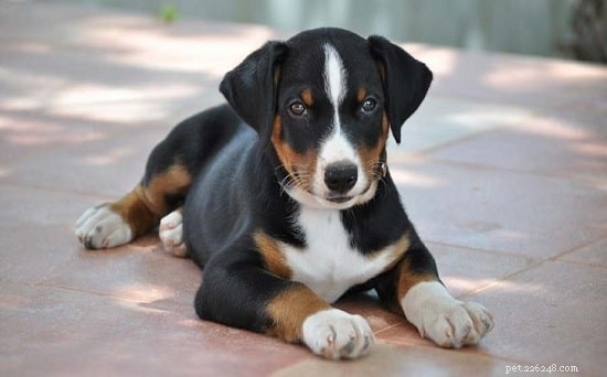 Meet the Appenzeller Sennenhund Puppies: Gentle, Smart, and Perfect for Families