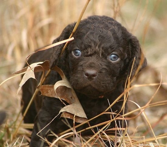 American Water Spaniel Puppies: Behavior & Growth Guide