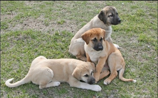 Caring for Anatolian Shepherd (Kangal) Puppies: Growth, Health, and Behavior Guide
