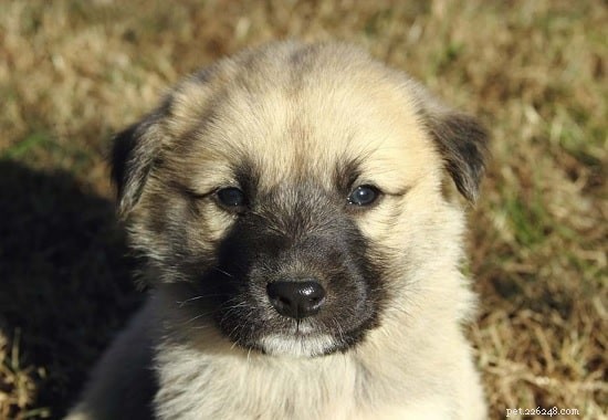 Caring for Anatolian Shepherd (Kangal) Puppies: Growth, Health, and Behavior Guide