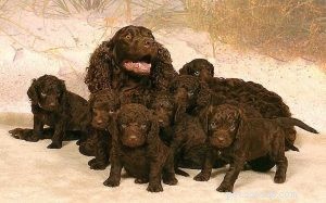 American Water Spaniel Puppies: Behavior & Growth Guide