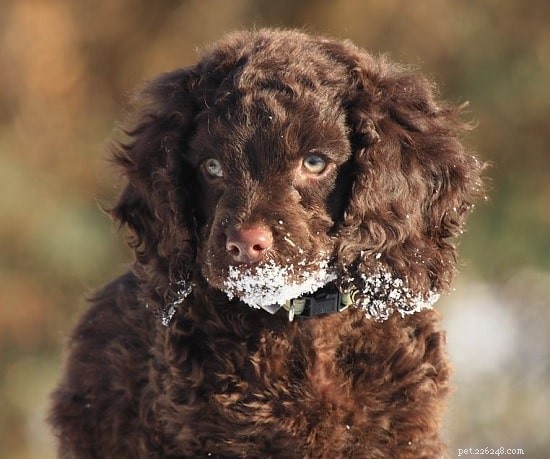 American Water Spaniel Puppies: Behavior & Growth Guide