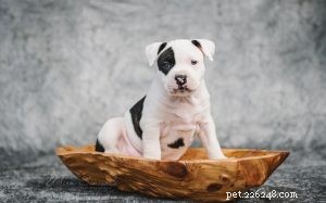 American Staffordshire Terrier Puppies: Care, Behavior & Development Guide