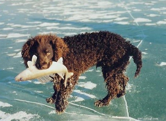 American Water Spaniel Puppies: Behavior & Growth Guide