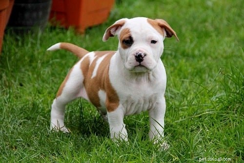 American Staffordshire Terrier Puppies: Care, Behavior & Development Guide