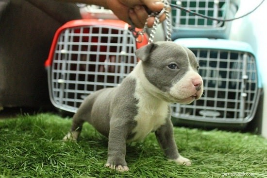American Staffordshire Terrier Puppies: Care, Behavior & Development Guide