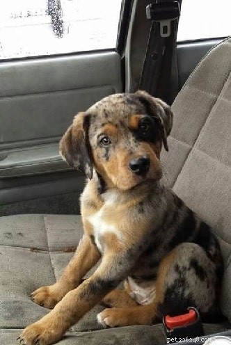 American Leopard Hound Puppies: Quality, Temperament & Care Guide
