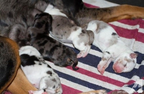 American Leopard Hound Puppies: Quality, Temperament & Care Guide