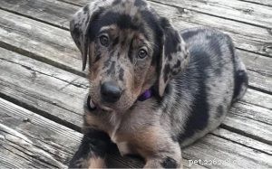 American Leopard Hound Puppies: Quality, Temperament & Care Guide