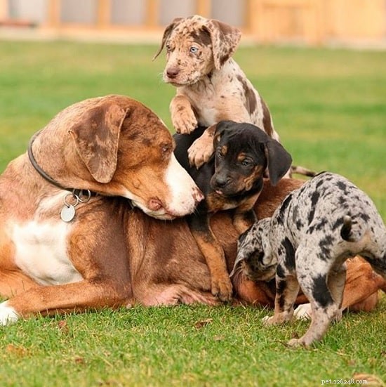 American Leopard Hound Puppies: Quality, Temperament & Care Guide