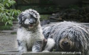 Bergamasco Sheepdog Puppies: Unique Traits, Care & Development