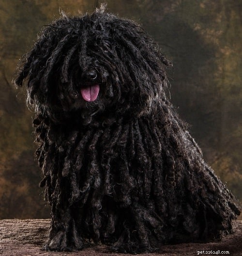 Bergamasco Sheepdog Puppies: Unique Traits, Care & Development