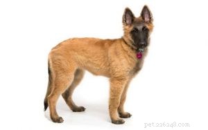 Belgian Tervuren Puppies: Ideal Companion for Active Families