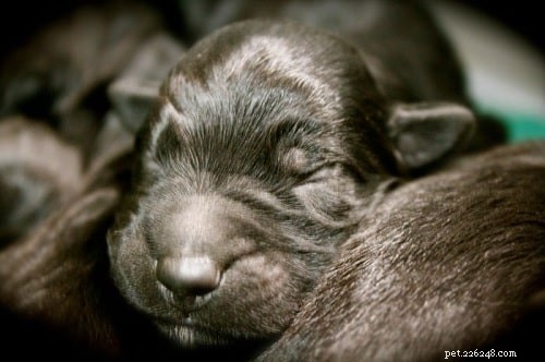 Bergamasco Sheepdog Puppies: Unique Traits, Care & Development